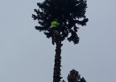 Nevada State Museum Removal Service – Carson Jobs